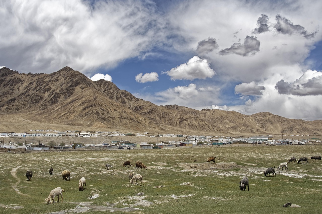 A herd of goats grazing in a grassy field with mountains in the background.