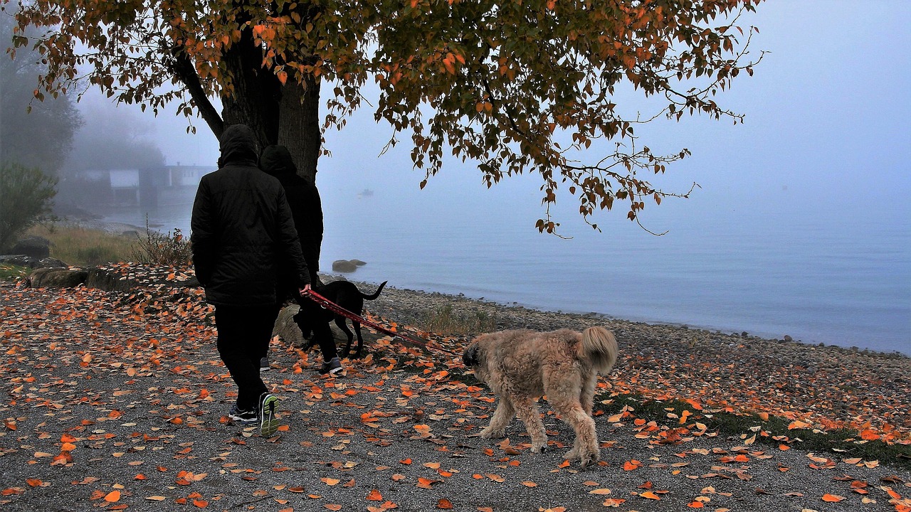 People walking their dogs along a lakeshore in autumn, representing light daily exercise.