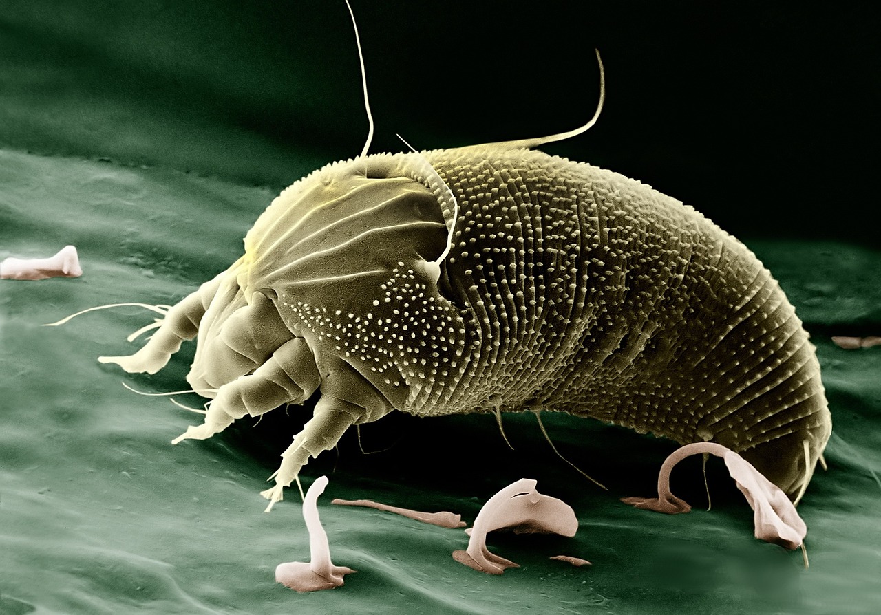 A microscopic view of a tiny creature, representing a pond organism.