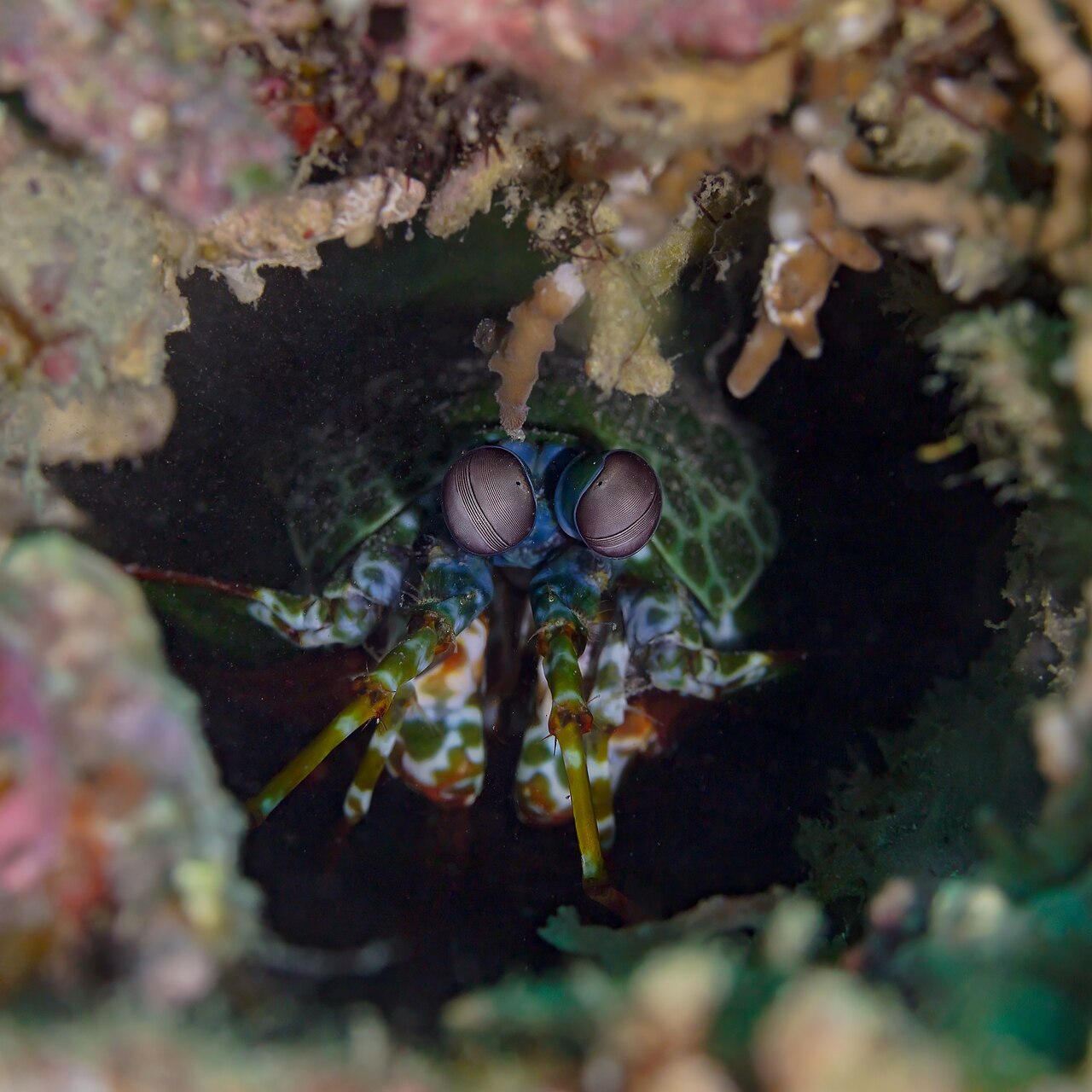 A close-up view of a mantis shrimp peeking out from its burrow, highlighting its prominent compound eyes.