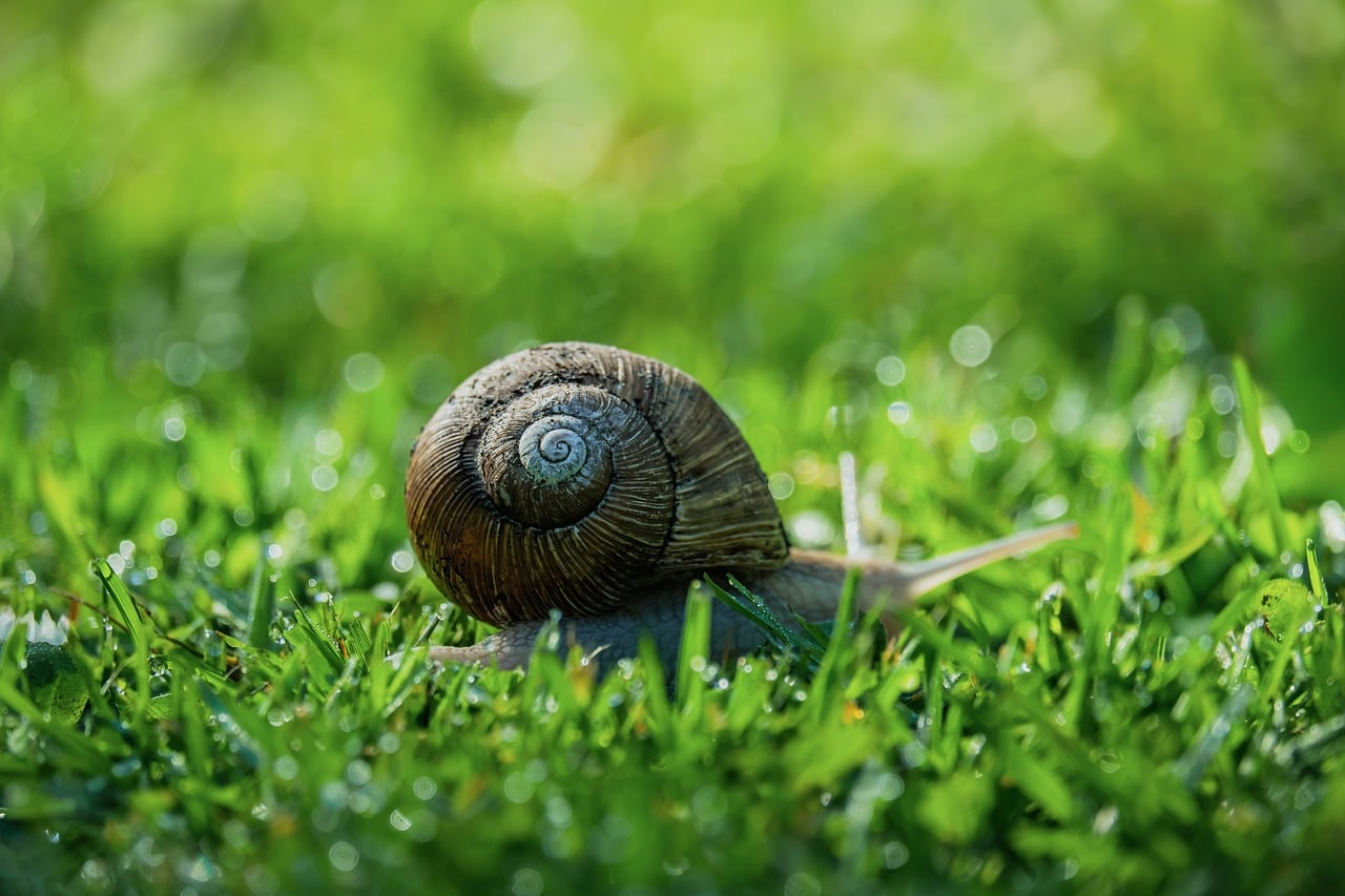 A close-up of a snail on green grass, highlighting the spiral pattern of its shell.