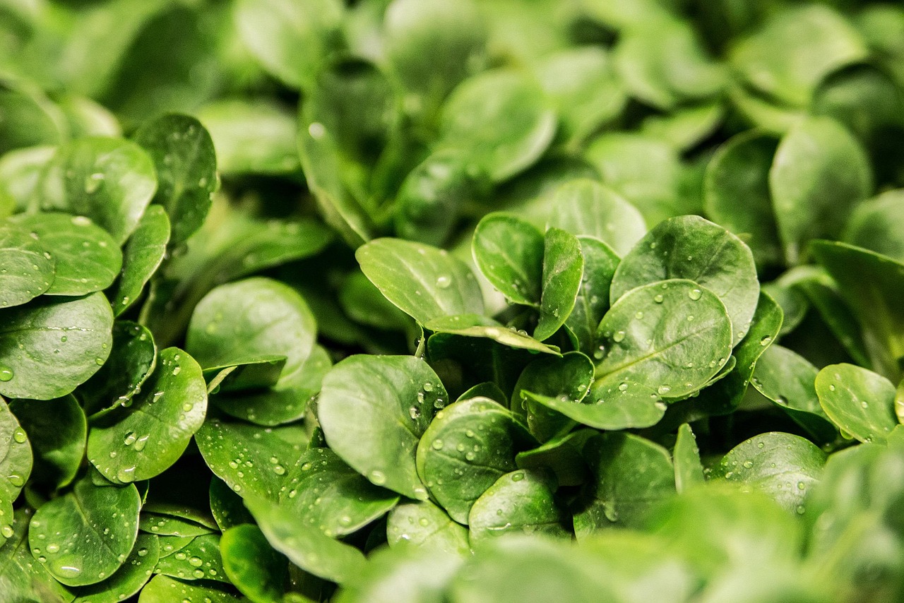 A close-up of fresh green leafy vegetables with water droplets, representing healthy food choices associated with the MIND diet.