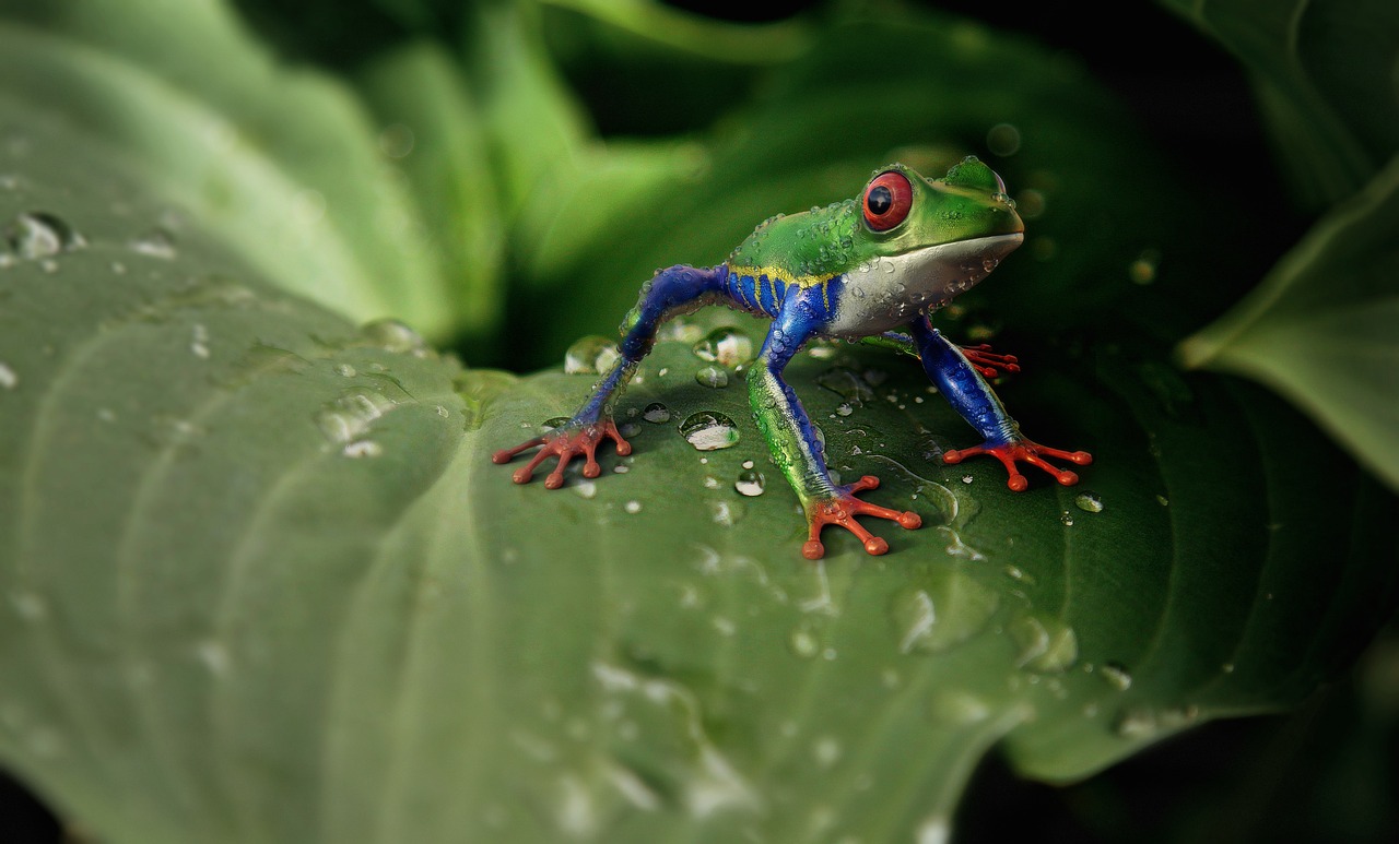 A red-eyed tree frog sitting on a large green leaf covered in water droplets.